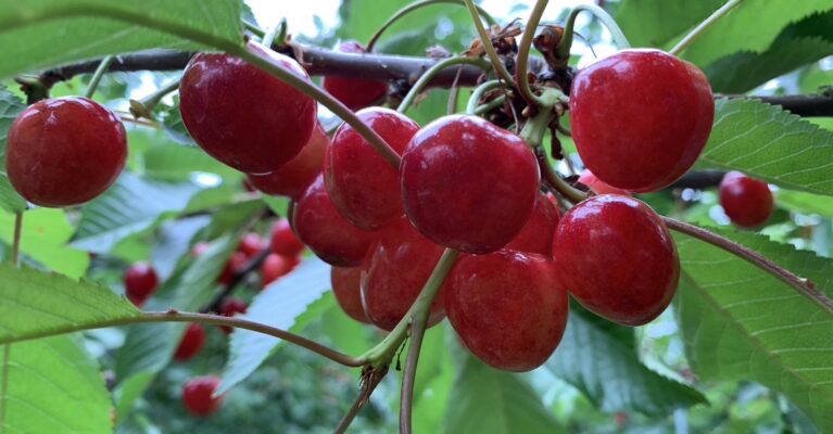牧野観光フルーツ園 - 山形県上山市 日本一のさくらんぼ狩り